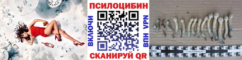 Галлюциногенные грибы Psilocybe  Новая Ладога 